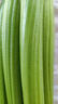 京鮮生山東新鮮大西芹凈重4.5斤榨汁現(xiàn)挖芹菜鮮嫩蔬菜 去半葉源頭直發(fā) 曬單實(shí)拍圖