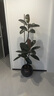 花財主大型盆栽綠植 檸檬樹(shù)鴨腳木發(fā)財樹(shù)天堂鳥(niǎo)綠植室內客廳大盆栽 橡皮樹(shù)1.6-1.8米【圓柱盆】 含盆 曬單實(shí)拍圖