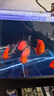 德瑞水族 魚(yú)飼料血鸚鵡專(zhuān)用魚(yú)糧增紅增色魚(yú)食熱帶魚(yú)發(fā)財魚(yú)金魚(yú)錦鯉飼料1kg 曬單實(shí)拍圖
