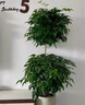 幸福樹(shù)客廳大型多層盆栽綠植室內包成活平安發(fā)財樹(shù)盆景吸甲醛好養 雙層幸福樹(shù)1.4-1.6m-白色梯形樹(shù)脂盆 曬單實(shí)拍圖