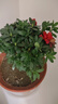 花翁杜鵑花盆栽花卉四季開(kāi)綠植源頭直發(fā) 大號紅色（簡(jiǎn)易袋）帶花苞 曬單實(shí)拍圖