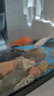 悠梵萌假山盆景魚(yú)缸水泵2w噴泉水池循環(huán)小型抽水泵流水過(guò)濾潛水泵 曬單實(shí)拍圖