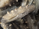 宮壹 大連即食海參 1斤 5-8只 固形物超80% 鮮活海參加工 免泡發(fā) 曬單實拍圖