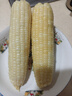 新鮮白糯玉米農(nóng)家自種牛奶甜糯玉米早餐代餐苞谷嫩玉米棒子蔬菜 5斤 曬單實(shí)拍圖