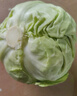 新鮮甘藍包菜卷心菜新鮮嫩綠蓮花白現摘現發(fā)早餐減脂 新鮮包菜 1.5-2斤 人工挑揀 曬單實拍圖