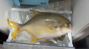 1號會員店（One's Member）甄選海南二去金鯧魚去鰓去內(nèi)臟生鮮魚類 海鮮水產(chǎn) 700g/2條裝 曬單實拍圖