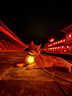 寵星記 寵物 LED狗狗發(fā)光吊墜 夜間遛狗燈 夜間防走失遛狗燈 橙色 曬單實(shí)拍圖