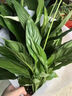 一帆風(fēng)順白掌綠植花卉水培綠植四季常綠花卉水培植物易活好養常綠 白掌一帆風(fēng)順（圓球月亮自吸水盆） 曬單實(shí)拍圖