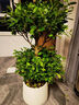 愛優(yōu)尚金錢榕盆栽客廳室內(nèi)大型綠植辦公室盆景搖錢串子喬遷開業(yè)源頭直發(fā) 曬單實拍圖