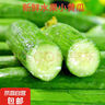 京喜加新鮮無(wú)刺水果小黃瓜小青瓜脆甜荷蘭脆嫩生吃黃瓜蔬菜 水果黃瓜 1斤 凈重 曬單實(shí)拍圖