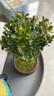 八芽 小葉赤楠盆景擺件室內(nèi)綠植花卉盆栽老樁客廳辦公室桌面好養(yǎng)植物 （【熱銷(xiāo)款】舍得紫砂盆赤楠+苔蘚+底座） 曬單實(shí)拍圖