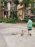 華元寵具（hoopet）狗狗繩子防爆沖P繩狗鏈子牽引繩胸背帶大型小中型犬防掙脫溜遛狗 曬單實拍圖