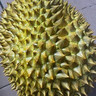 京鮮生 進(jìn)口金枕頭榴蓮 凈重4-5斤 1個(gè)裝  鮮果 生鮮 新鮮水果 曬單實(shí)拍圖