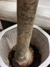 臨雅發(fā)財樹盆栽大棵喬遷之喜客廳招財樹綠植室內(nèi)室外吸甲醛開業(yè)送禮 1.4-1.5米獨桿款+福字盆+送三件套 曬單實拍圖