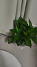 雙盟綠蘿盆栽除甲醛花卉綠植辦公室新房?jì)艋諝?120款10盆源頭直發(fā) 曬單實(shí)拍圖