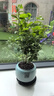想開茉莉花苗盆栽帶花苞九里香老樁花卉植物室內(nèi)濃香四季開花好養(yǎng) 茉莉花+國粹青花盆 曬單實(shí)拍圖