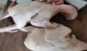 溫氏供港乳鴿凈重900g/3只 冷凍鴿子 散養(yǎng)土鴿子肉 燒烤鹵煮食材 煲湯 曬單實(shí)拍圖