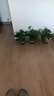 雙盟綠蘿盆栽除甲醛花卉綠植辦公室新房凈化空氣 120款10盆源頭直發(fā) 曬單實拍圖