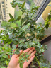 瑰瑋藍莓樹(shù)果苗帶花苞藍莓苗南北方種植兔眼特大陽(yáng)臺盆栽樹(shù)苗當年結果藍莓3年苗（明年結果） 曬單實(shí)拍圖