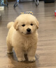 朵蔓純種金毛犬幼犬雙血統大骨架金毛家養大型家庭犬金毛聰明寵物狗狗 血統級 金毛 母 曬單實(shí)拍圖