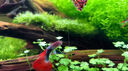 魚缸清洗神器魚缸水質(zhì)凈化劑魚缸凈水劑50年不換水去綠去黃水神器 買二贈一【魚缸一滴清】三瓶裝 曬單實拍圖