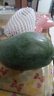 【新鮮上市】正宗攀枝花凱特芒果新鮮水果 帶箱2斤200g+ 曬單實(shí)拍圖