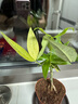 八芽發(fā)財樹(shù)小盆栽花卉水培植物客廳桌面綠植室內四季招財樹(shù)辦公室好養 雙桿發(fā)財樹(shù)-小藍瓶-含紫砂托 含盆 曬單實(shí)拍圖