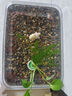 京業(yè)（JINGYE）魚(yú)缸過(guò)濾器JY-W255款6W壁掛式過(guò)濾泵除油膜瀑布過(guò)濾器流量可調(diào) 曬單實(shí)拍圖