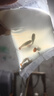 寵小俠純種孔雀魚觀賞魚好養(yǎng)耐活淡水小型魚熱帶魚鳳尾熱帶魚小魚苗 練手孔雀2-3cm15條（10送5備損） 曬單實拍圖
