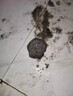 舒蘆疏通水泥溶解劑下水道管道強力溶解強力腐蝕劑地漏混凝土堵塞疏通 強力溶解疏通水泥溶解劑【500g】 京倉發(fā)貨【今/次日達】 曬單實(shí)拍圖