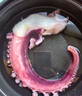 特大魷魚(yú)須新鮮速凍脆口魷魚(yú)須非章魚(yú)足超大冷凍生鮮水產(chǎn)商用批發(fā) 超大號(hào)5斤 曬單實(shí)拍圖