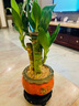 幼薇富貴竹室內(nèi)植物節(jié)節(jié)高桌面綠植帶根好養(yǎng)步步高花卉文昌竹客廳盆栽 富貴竹叢林+橘黃南瓜陶瓷盆+圓形底盤 帶盆栽好 曬單實拍圖