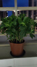帶花苞濃香型梔子花室內(nèi)綠植盆栽四季開花桌面花卉凈化空氣好養(yǎng)活 大盆梔子花+原盆原土+帶花苞+肥料 曬單實(shí)拍圖