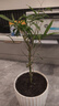 中夢(mèng) 盆栽室內觀(guān)賞竹子 佛肚竹 盆景植物觀(guān)葉 羅漢竹 單棵苗 曬單實(shí)拍圖