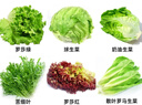 綠食者 沙拉蔬菜組合3.5斤 新鮮苦菊綠葉紅葉生菜西餐沙拉健康輕食蔬菜 蔬菜沙拉組合3.5斤【無(wú)沙拉醬】 曬單實(shí)拍圖