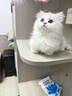 【簽合同平臺下單】布偶貓英短緬因貓德文貓矮腳幼崽活體寵物貓咪 寵物級 矮腳貓客服選寵 曬單實(shí)拍圖