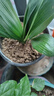 君子蘭盆栽四季老苗花卉植物室內(nèi)庭院水培綠植好養(yǎng)圓頭和尚大小苗 金冠君子蘭10-12片原盆原土+送 含盆 曬單實(shí)拍圖