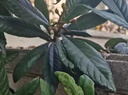 花詢(xún)冰糖枇杷樹(shù)苗嫁接枇杷苗樹(shù)無(wú)核大五星枇杷果樹(shù)苗當年結果 大五星枇杷5年嫁接大苗(當年結果) 曬單實(shí)拍圖