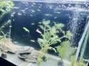 熱帶觀(guān)賞魚(yú)七彩斑馬魚(yú)紅綠燈科魚(yú)小型冷水淡水群游好養活的練手魚(yú) 可產(chǎn)卵隨機斑馬43+6 曬單實(shí)拍圖
