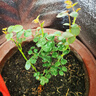 月季花苗四季開(kāi)花大花濃香型灌木月季苗庭院陽(yáng)臺盆栽地栽玫瑰花苗 瑞典女王【大花濃香，多季節開(kāi)花】 扦插小苗15-25cm高 1棵 曬單實(shí)拍圖