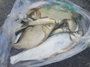 阿盧阿盧新品夜光漂LPE15電子漂鯽魚(yú)鯉魚(yú)日夜兩用超亮醒目夜釣魚(yú)漂 正常尾 4號(hào)假一賠十【吃鉛約2.21g】 曬單實(shí)拍圖