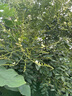 紅豆內(nèi)褲男夏季冰絲無(wú)痕寬松阿羅褲薄款速干平角睡褲 象牙白180 曬單實(shí)拍圖