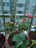 果汁陽臺(tái)月季花苗四季開花卉盆栽綠植物室內(nèi)花易活玫瑰帶花苞庭院 紅蘋果【大花濃香，月月開分枝多】 【帶花苞】【盆口徑15cm】原盆冠25高35 曬單實(shí)拍圖