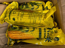 佟創(chuàng  )東北黃糯玉米棒 新鮮甜糯玉米棒 代餐輕食真空包裝黏粘玉米 東北黃糯玉米220g*10棒/箱 曬單實(shí)拍圖