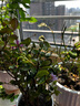 紫薇花盆栽植物樹室內(nèi)陽臺(tái)庭院觀花四季好養(yǎng)百日紅耐熱老樁樹苗 紫薇花+暖白盆 曬單實(shí)拍圖