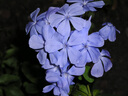 汰漬奇跡煥凈持久留香洗衣原液800g 山茶花香 去漬 護(hù)色洗衣液 曬單實(shí)拍圖