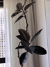 花兮繪黑金剛橡皮樹客廳大盆栽造型室內(nèi)大型綠植好養(yǎng)四季辦公室陽臺植物 【特級橡皮樹】1.5-1.7米+膠盤+禮包 曬單實拍圖