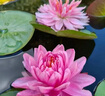 煦凜德國(guó)睡蓮種子四季開花魚缸水培植物帶花苞碗蓮花種籽無土水培睡蓮精品睡蓮種子5顆已開口【顏色隨機(jī)】 曬單實(shí)拍圖