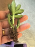 多肉植物精選圖片品種發(fā)貨照圖辦公室室內(nèi)陽臺桌面圖片品種指定品 黃麗+吉娃娃+艾倫+春萌+盆土 曬單實拍圖