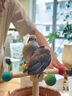 喜鵲飼料幼鳥(niǎo)提性開(kāi)口營(yíng)養鳥(niǎo)糧灰喜四喜鷯哥伯勞鳥(niǎo)通用高營(yíng)養鳥(niǎo)食 1袋裝【喜鵲鳥(niǎo)糧】 曬單實(shí)拍圖